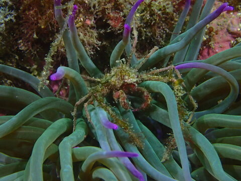Inachus phalangium
