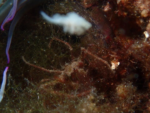 Inachus phalangium
