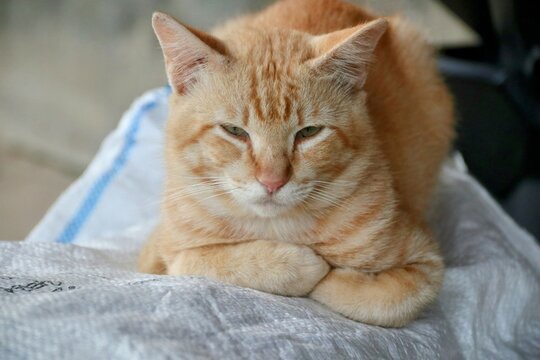 closeup of orange male asian cat