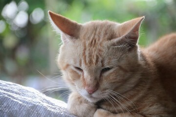 closeup of orange male asian cat