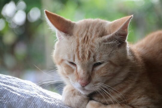 closeup of orange male asian cat