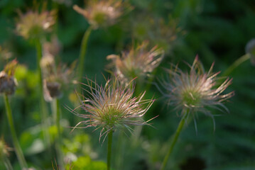 Ethereal pulsatilla seed heads shimmer in soft light, showcasing nature's delicate artistry with intricate, spiky textures and subtle hues.