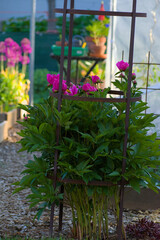 Vibrant pink peony buds and lush green foliage thrive in a metal plant support, promising a stunning garden bloom.