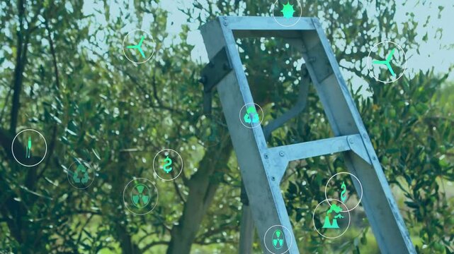Ladder sliding into olive grove and basket swinging, demonstrating eco icons clustering around both