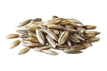 Pile of Einkorn Wheat Grains Isolated on Transparent Background, Einkorn, Wheat, Grain