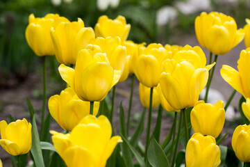Obraz premium bright yellow tulips on a light background