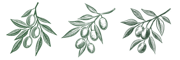 Olive branch hand drawn illustrations, sketch.	
