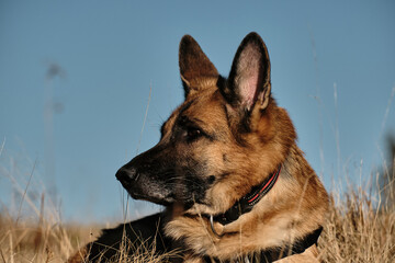 Portrait of a German Shepherd dog lying in dry autumn grass under a clear blue sky. The dog looks with a calm and attentive expression. Captured in natural light in a scenic mountain landscape.