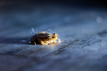 An Toad laying on the floor macro photography, frog laying on the floor, ramanathapuram, rameshwaram, tamilnadu, india, asia