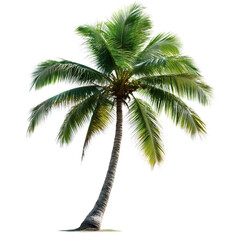 Obraz premium Single Coconut Palm Tree, Isolated on Transparent Background, Tropical Plant, Summer Vacation, High-Resolution Image, Palm tree, Tropical, Nature