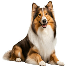 Smiling Collie Dog, Sitting Pose, Isolated on Transparent Background, pet, animal, Collie, Dog, Pet