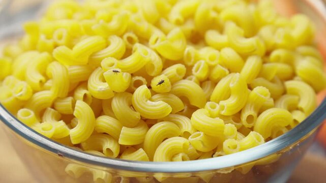 Several weevils crawling on top of the pile of macaroni pasta