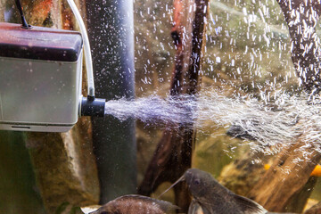 A close-up shot of an aquarium filter actively producing a stream of small bubbles and aerating the water, with a fish partially visible at the bottom.