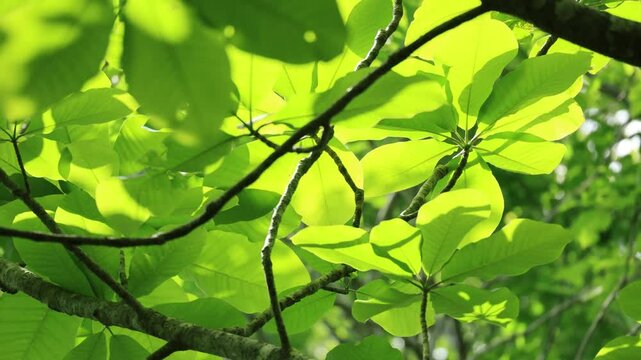 風に揺れる大きなホオノキの木の葉
