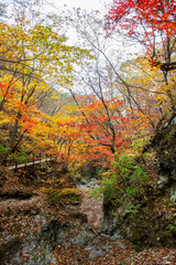 다채로운 색의 단풍과 그 밑에 흐르는 계곡물.	
