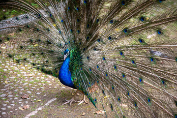 Naklejka premium In Valladolid, Spain