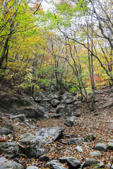 다채로운 색의 단풍과 그 밑에 흐르는 계곡물.	
