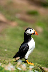 Porträt eines Atlantischen Papageientauchers auf den Saltee Islands