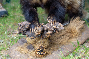 Stuffed badger displayed on a decorative base with roots and a pine cone. Close-up of the front paws with visible claws. An educational exhibit