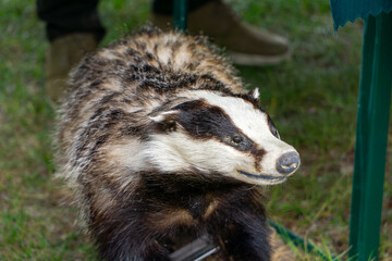 stuffed European badger (Meles meles) displayed as part of an outdoor educational exhibit © Adam