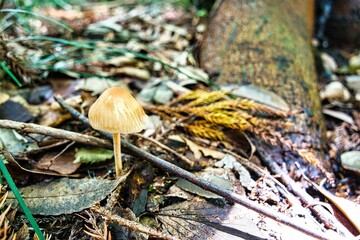 森に生えた木の子
