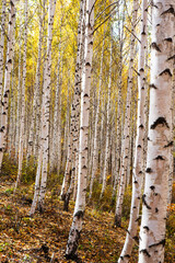 Obraz premium 가을 분위기의 잎이 노란 자작나무. 