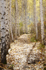 가을 분위기의 잎이 노란 자작나무.	