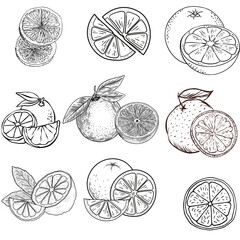 This clipart features a colorful, hand-drawn icon of an orange slice alongside a whole, cute fruit doodle, outlined with an orange line