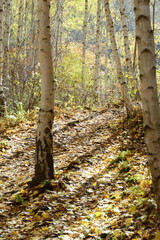 Obraz premium 가을 분위기의 잎이 노란 자작나무. 