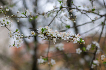 Prunus spinosa blackthorn flowers in bloom, small white flowering sloe tree branches