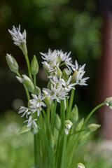 Allium ursinum wild bears garlic flowers in bloom, white rmasons buckrams flowering plants, green edible tasty healhty leaves