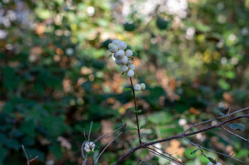 Detail of snow berries white on Symphoricarpos albus branches, beautiful ornamental ripened autumnal white fruits