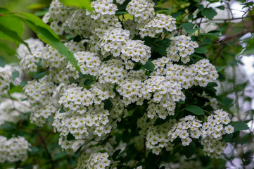 Spiraea vanhouttei meadowsweet ornamental shrub in bloom, group of bright white flowering flowers on branches