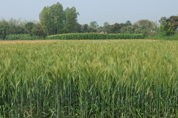 Beautiful picture of green wheat field, wheat crop growing in Bangladesh