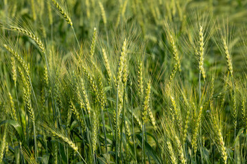 Beautiful picture of green wheat field, wheat crop growing in Bangladesh