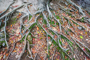 깊은 산속에 기이한 형태로 뻗어있는 나무 뿌리들.