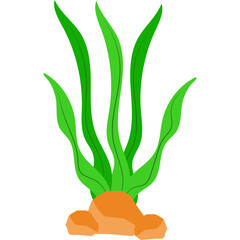 Seaweed Illustration