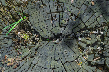 Old wood texture background. Log section. Abstract background.