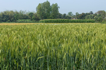 Beautiful picture of green wheat field, wheat crop growing in Bangladesh