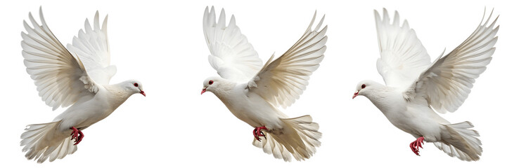 Obraz premium Set For Three white doves flying isolated on transparent background