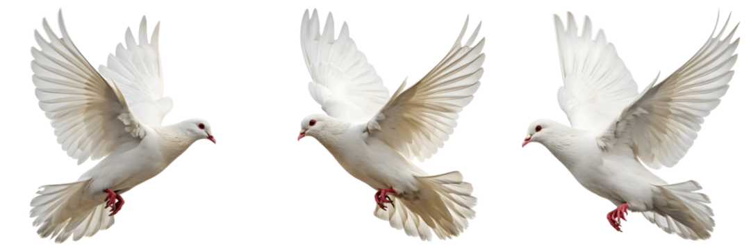 Set For Three white doves flying isolated on transparent background