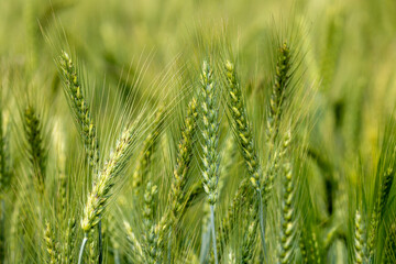Beautiful picture of green wheat fields in winter, wheat crop growing in Bangladesh