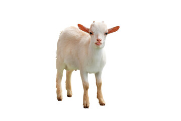 Pygmy goat isolated on transparent background png file