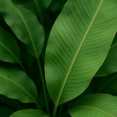 Natural Banana Leaf Background in Soft Light