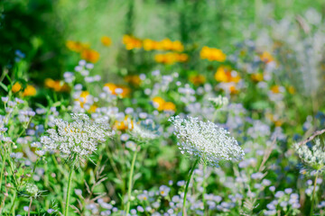 Summer nature background with bright wild flowers.
