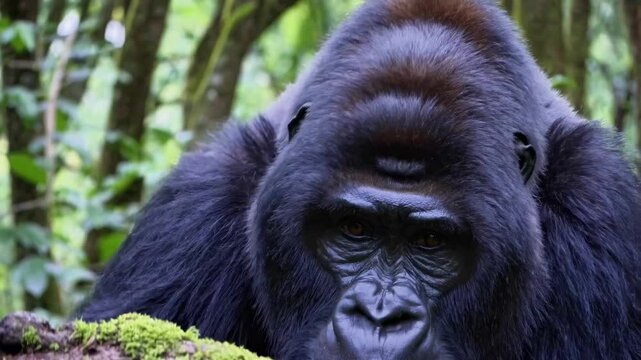A low-angle video shot captures a gorilla perched on a mossy rock in a dense, lush forest, emphasizing the natural, wild environment.