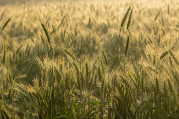 Abstract Wheat Crops summer or spring background and Selective Focus. Wheat crops Background in...