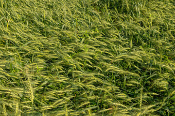 The wheat fields on the farmer's land are tilted by the wind and have become a beautiful backdrop that looks like a textured design.