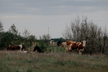 A flock of cows grazing in a field in summer