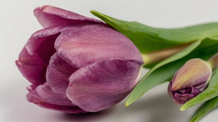 Close Up Purple Tulip With Bud And Green Leaves
